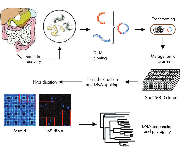 1010 genome